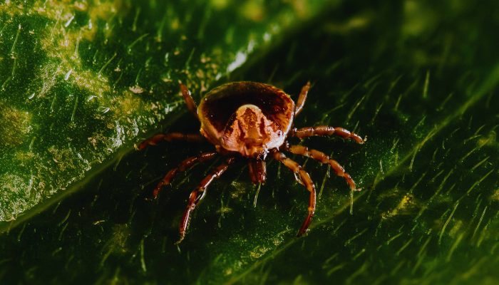 Gabriel Cabral - 14.jun.23 /Laboratório Especial de Coleções Zoológicas do Instituto Butantã