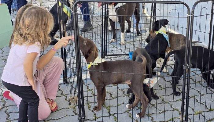 Ana Chaffin A feira acontecerá no dia 31, de 10h às 13h, no Shopping Plaza Macaé