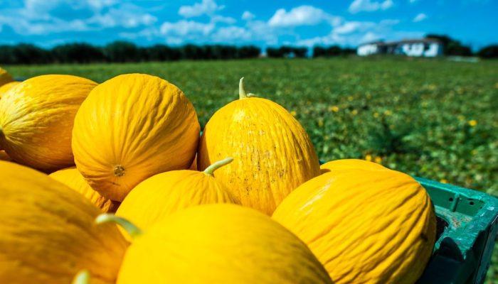 Melões. Foto: Adobe Stock