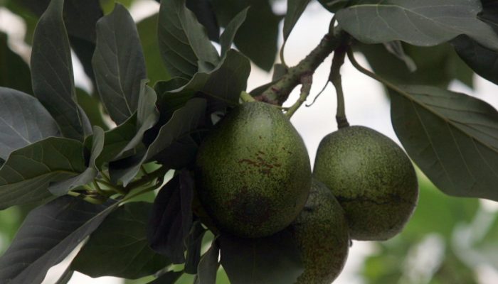 ABACATE ESTA TIRANDO O SOSSEGO DOS PEDESTRES E MOTORISTA, NA RUA PAMPLONA ALTURA DO 1,450, A ARVO...