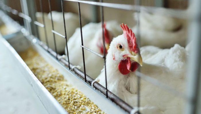 Medida preventiva mantém resposta rápida ao H5N1 em meio a avanço de casos e alerta regional a...
