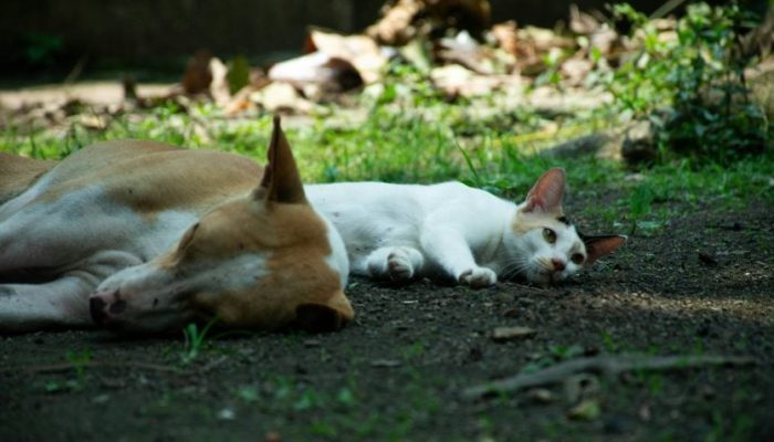 caes-e-gatos-projeto-848x477-1