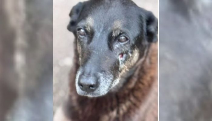 Cão Orelha, assassinado na Praia Brava, em Santa Catarina