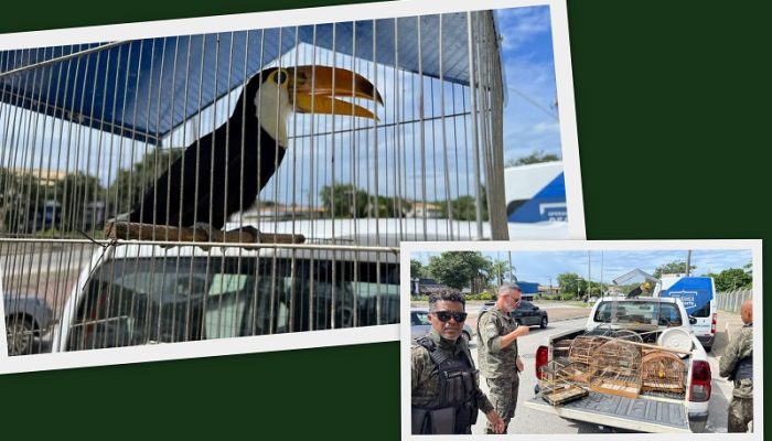 Apreensão ocorreu em condomínio de luxo após denúncia anônima; manter animais silvestres em casa sem autorização é crime federal com previsão de multa e prisão. Fotos: Alexandre Leite