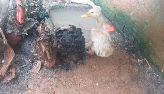 ibama-interdita-zoologico-clandestino-com-655-animais-em-sc