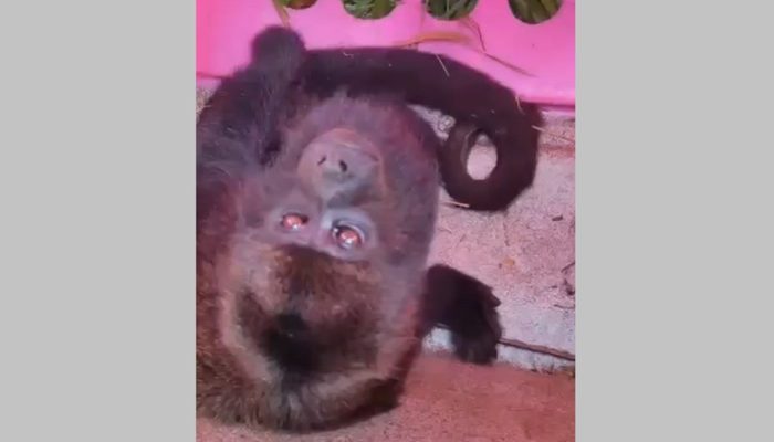 macaco-bugio-e-resgatado