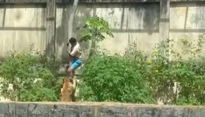 Homem morre apÃ³s invadir espaÃ§o de leoa e ser atacado por animal em parque de JoÃ£o Pessoa