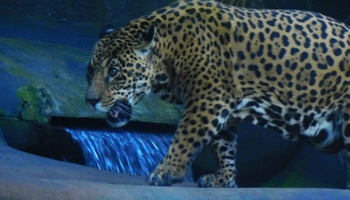 Onça ataca criança na Chapada dos Veadeiros (GO)