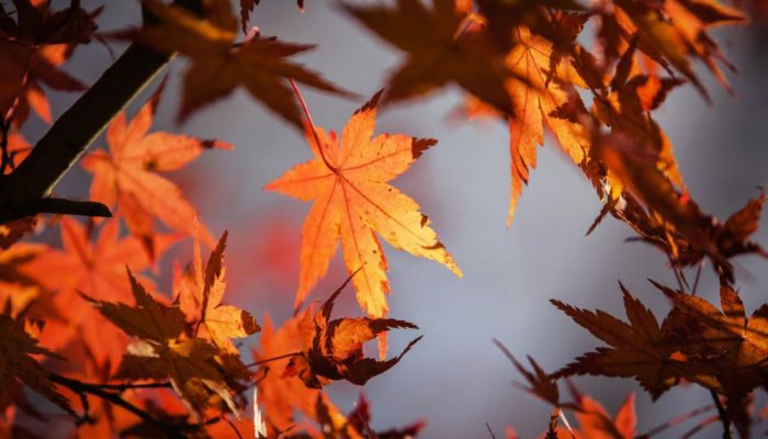 Significado espiritual e simbólico do Outono  • Pexels