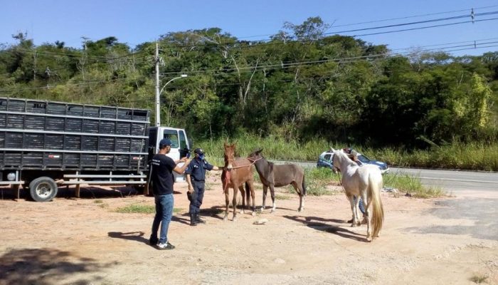 recolhimento-de-animais
