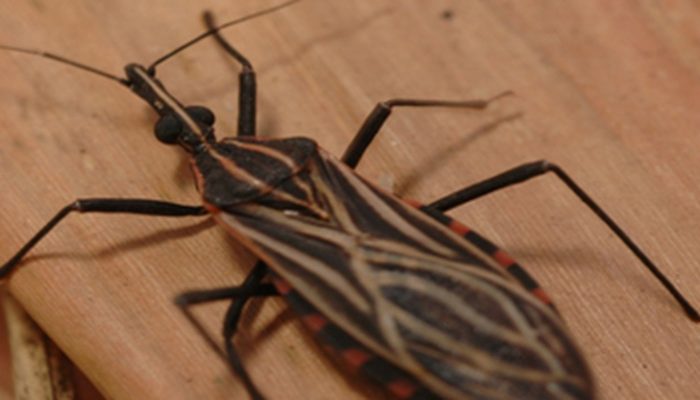 © Fiocruz/Divulgação/Direitos Reservados