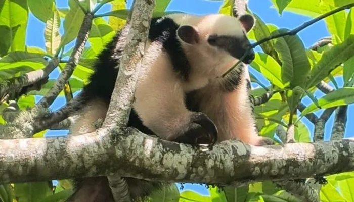tamandua