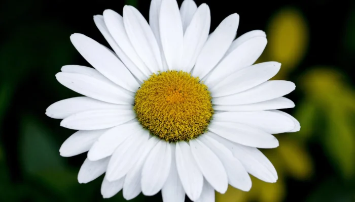 Nascidos em abril têm a margarida como flor de aniversário e símbolo de alegria  • Ninjason...